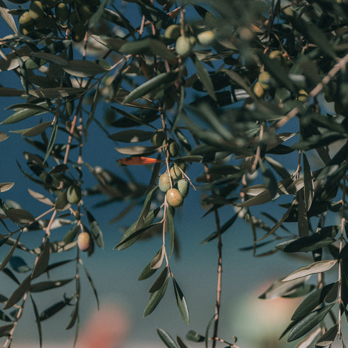 zeytin